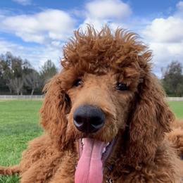 Goldendoodles and Poodles from Remnant Ranch Reds