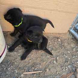 Lunar eclipse - Black female Schipperke puppy in Randsburg, California from Schipperke Ranch