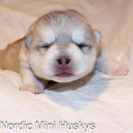 Girl 1 - Gray and white female Alaskan Klee Kai puppy in Klamath Falls, Oregon from Nordic Mini Huskys