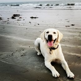 Labrador Retriever All Grown Up from Chateau St. John