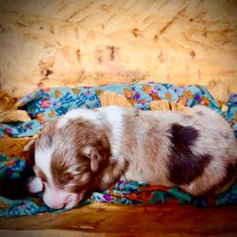 Starry (yellow) - Red merle female Aussiedoodle puppy in Watertown, Wisconsin from Little Bear Paws Aussiedoodles