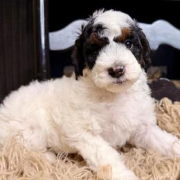 Chip - Tri-color male Bernedoodle puppy in Tyner, Kentucky from Good Dog Doodles