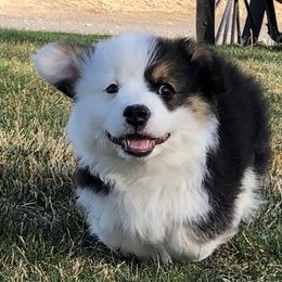 Pembroke Welsh Corgi Puppies from Desert Sage Pembroke Corgis