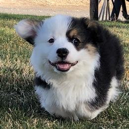 Pembroke Welsh Corgi Puppies from Desert Sage Pembroke Corgis