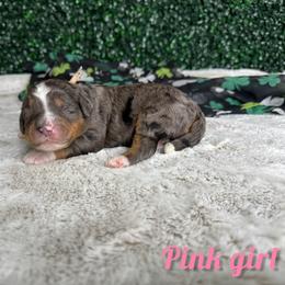 Pink girl - Blue merle female Bernedoodle puppy in Modesto, California from Two Doods Doodles