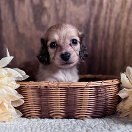 Noah - Cream male Dachshund puppy in Dothan, Alabama from Little House Pups