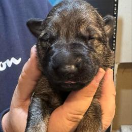 Orange Collar - Sable female German Shepherd puppy in Barnhart, Missouri from Combat Creek German Shepherds