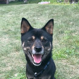 Nahko - Shiba Inu