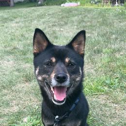 Nahko - Shiba Inu