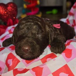 Peep - female Newfypoo puppy in Mckenzie, Tennessee from Small Town Doodles & Poodles