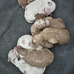 Goldendoodle Puppies from Supriya Naik