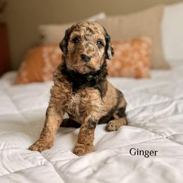 Ginger - Merle female Bernedoodle puppy in Pennsylvania from Bells Bernedoodles