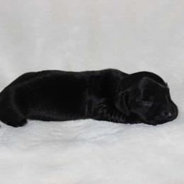 Uncle Spooky (2675) - Black male Dachshund puppy in Sonora, Kentucky from Maple Hill Miniature Dachshunds