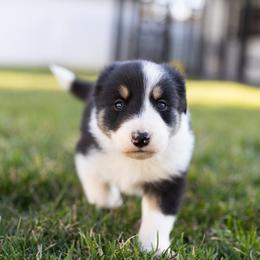Border Collie Puppies from North Fork Border Collies