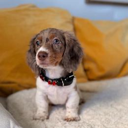 Sunshine chocolate dapple piebald - Piebald male Dachshund puppy in Calexico, California from The house of Dachshund