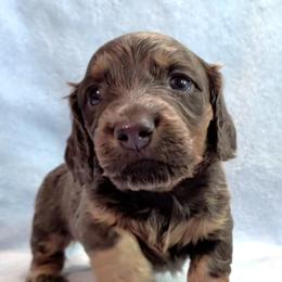 Girl 4 - Blue and tan female Dachshund puppy in Mt. Sterling, Illinois from Doxie Do's
