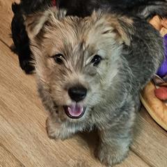 Yellow - Scottish Terrier puppy from Hometown Scotties