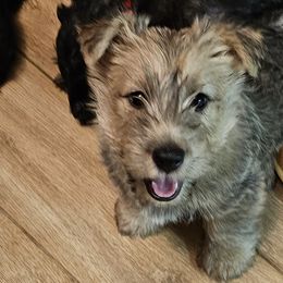Yellow - Scottish Terrier puppy from Hometown Scotties