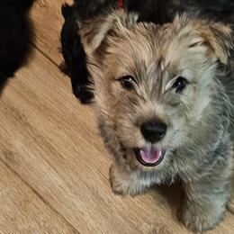 Yellow - Scottish Terrier puppy from Hometown Scotties