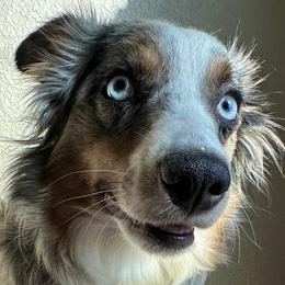 Miniature Australian Shepherds and Toy Australian Shepherds from Duclops Ranch Aussies