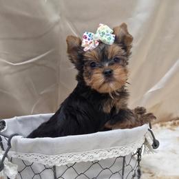 Sophie - Blue and gold female Yorkshire Terrier puppy in Monticello, Iowa from Ashley’s Puppies