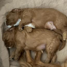 Cesar - Red  male Goldendoodle puppy in Tyler, Texas from Sassy’s Hollywood Poodles & Doodles