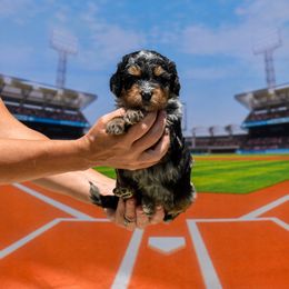 Wilson - Blue merle male Bernedoodle puppy in Lake Charles, Louisiana from Journey Doodles
