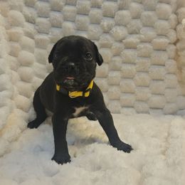 Yellow collar - Black female Cane Corso puppy in Fritch, Texas from Carrie Brown's Cane Corsos