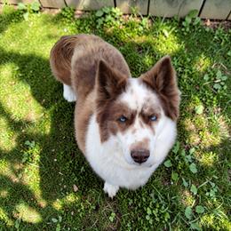Ottawa - Red and white female Siberian Husky puppy in West Liberty, Ohio from Skyfallsiberians