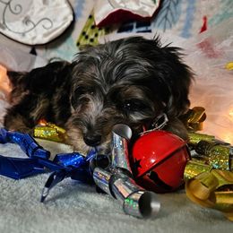 Mollie - Merle female Cavapoo puppy in Underwood, Minnesota from Tru Cuddle Pups