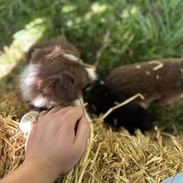 Border Collie Puppies from Athena’s Collies