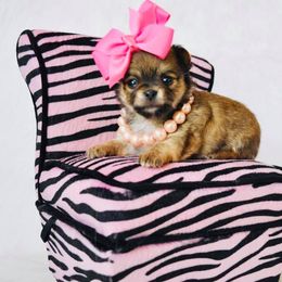 Chihuahua Puppies from Honey Bee Chihuahua’s