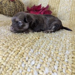 Cressida - Red sable female Havanese puppy in Zanesville, Ohio from Charlotte Landry