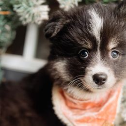 Ember - Pomsky puppy from Lake Point Pomskies