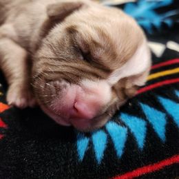 Girl 2 - Lilac tri-color female Bulldog puppy in Washington from Sun City Campeiro Bulldogs