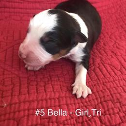 Miniature Australian Shepherd Puppies from Astrids Mini/Toy Aussies