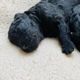 French Bulldog and Goldendoodle Puppies from Fox Run Farm