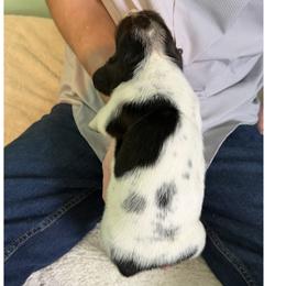 Basset Hound Puppies from Liberty Bassets