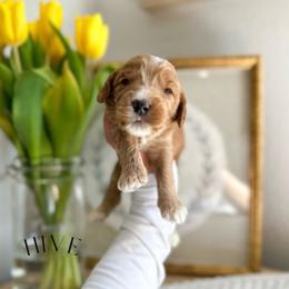 HIVE - Caramel red male Australian Labradoodle puppy in Palmdale, California from Heavenly Doodles
