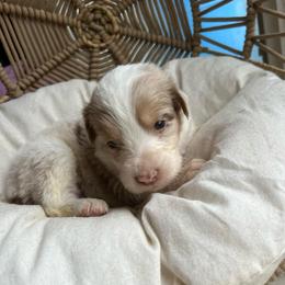St.Nicholas - Red merle male Australian Shepherd puppy in Grants Pass, Oregon from Carmel Mountain Aussies