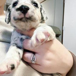 Dalmatian Puppies from A’s Spots & Dots Dalmatians