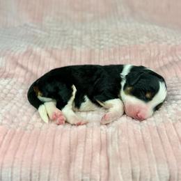 Jack - Tri-color male Bernedoodle puppy in Sugarcreek, Ohio from Cuddly Companion Doodles