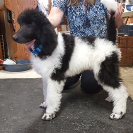 "Blue parti boy Robin " Poodle Puppies from Pink Begonia Poodles