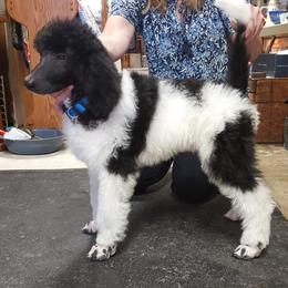 "Blue parti boy Robin " Poodle Puppies from Pink Begonia Poodles