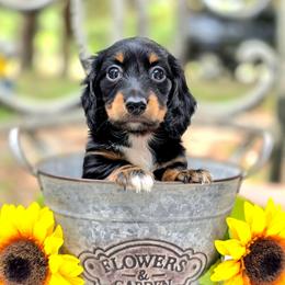 Kat AKC 2200 - Black and tan female Dachshund puppy in Lady Lake, Florida from K Rae's Dachshunds