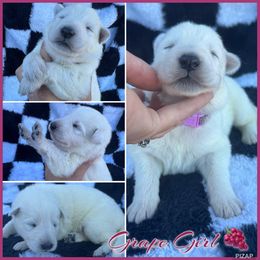 Grape Girl - White female German Shepherd puppy in Oroville, California from CS Vista Farms