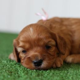Rosemary - Red female Cavapoo puppy in Springtown, Texas from North Texas Puppies