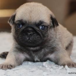 Panko - Fawn male Pug puppy in Winnsboro, Texas from Southern pugs