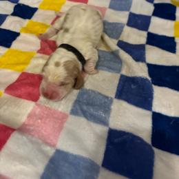 Boy 5-Badger - Red and white male Basset Hound puppy in Ringling, Oklahoma from BnL Bassets