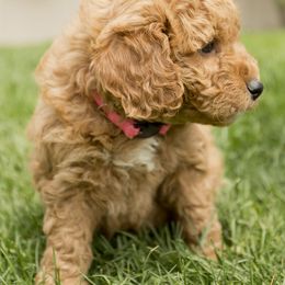 Nala - Red  Goldendoodle puppy in Mona, Utah from Utah Golden-doodles
